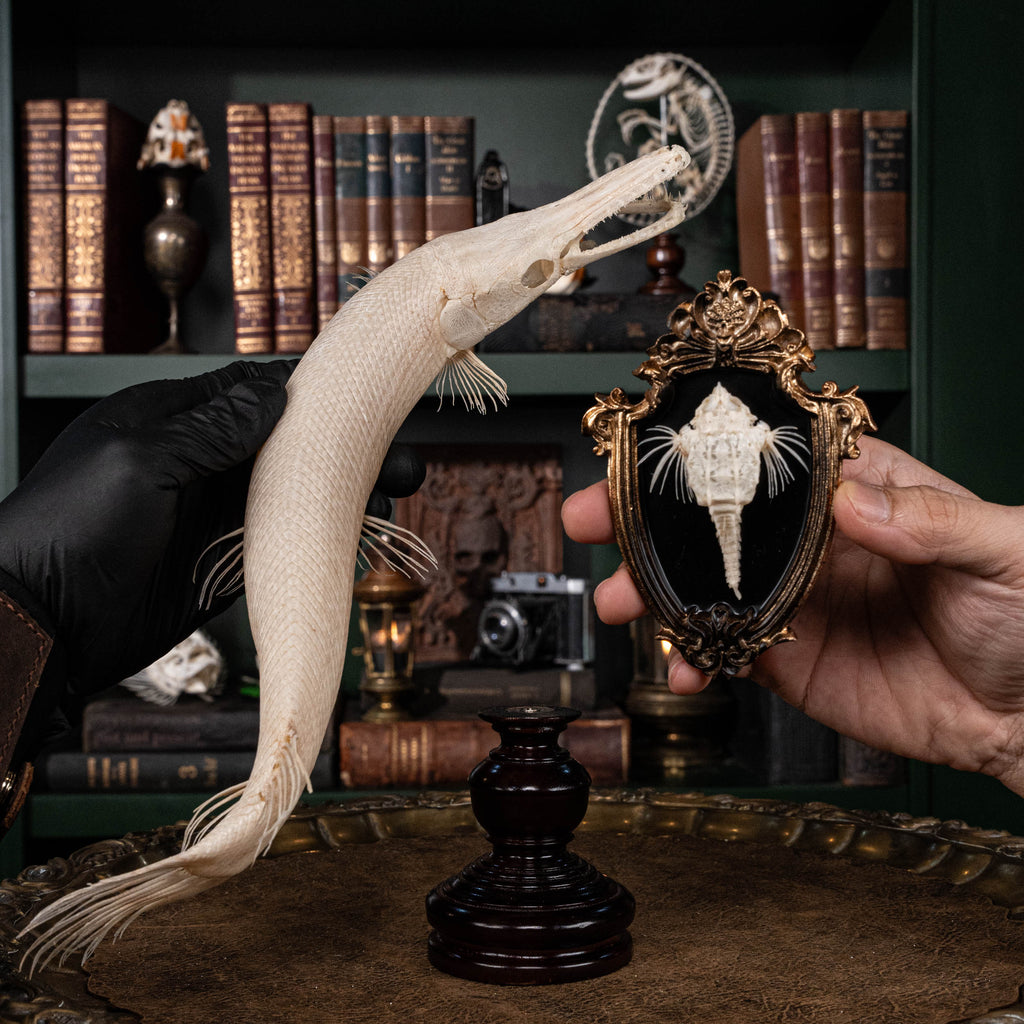 alligator gar, gar, monsterfish
bone collection, skeleton collection, 
oddities and curiosities, 
Real fish skeleton taxidermy, 
real fish skull,
trophy fish taxidermy, 
fish anatomy, 
predator fish,
Goth home decor, dark academia, vulture culture