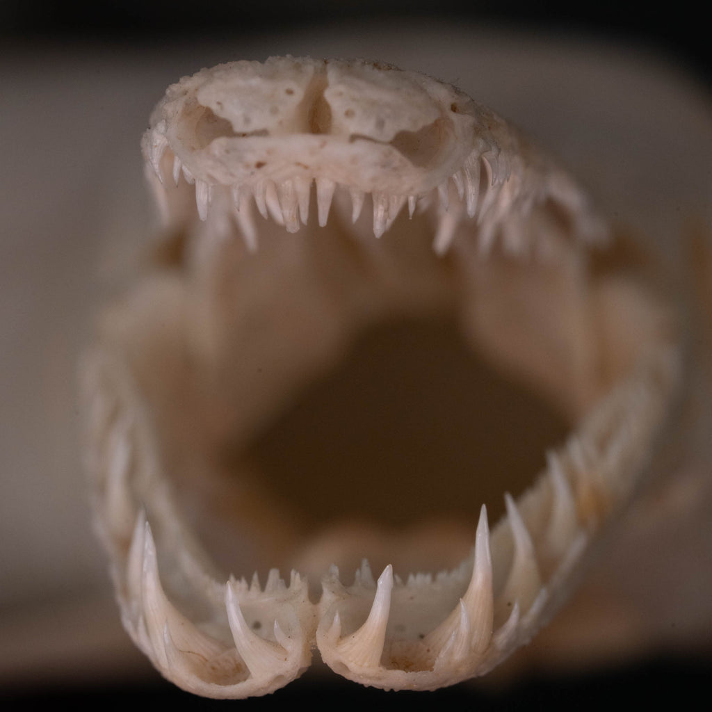 alligator gar, gar, monsterfish
bone collection, skeleton collection, 
oddities and curiosities, 
Real fish skeleton taxidermy, 
real fish skull,
trophy fish taxidermy, 
fish anatomy, 
predator fish,
Goth home decor, dark academia, vulture culture