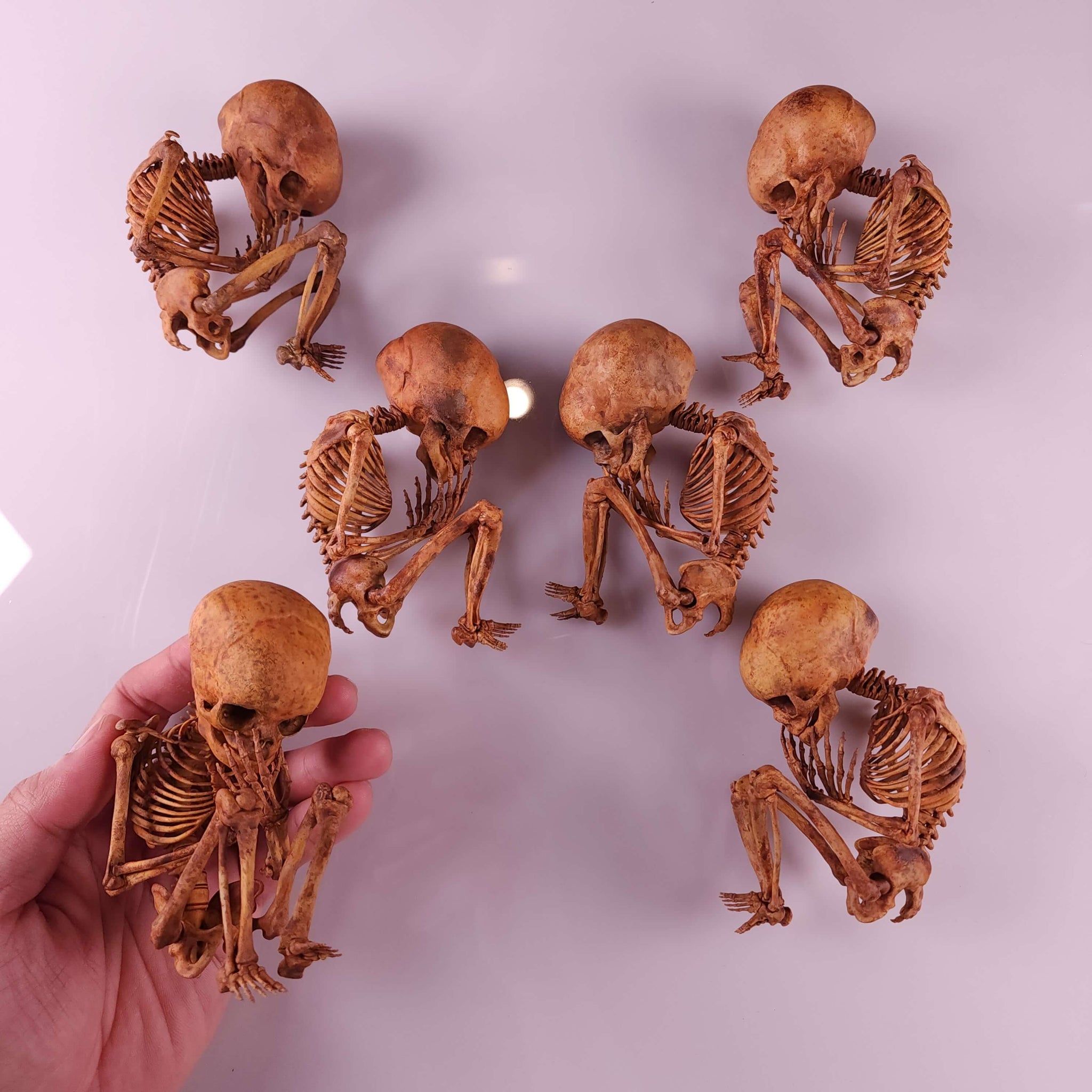 3D Printed Human Fetus Infant skeleton on Vintage frame, hand