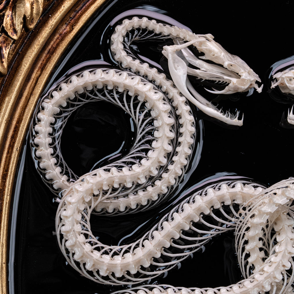 Real Snake Skeleton,
Snake taxidermy,
Snake skull,
Animal skeleton,
Animal Skull,
Animal Bones,
skeleton key,
Gothic wall art decoration,
Witchy wall decor,
Dark Art,
Museum Specimen,
Framed Snake Skeleton,
Oddities and Curiosities,
Anatomy art