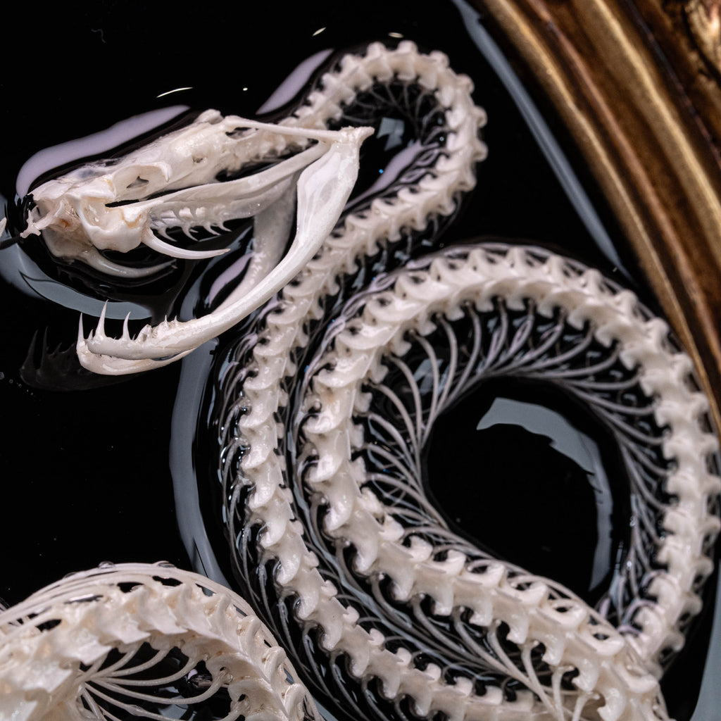 Real Snake Skeleton,
Snake taxidermy,
Snake skull,
Animal skeleton,
Animal Skull,
Animal Bones,
skeleton key,
Gothic wall art decoration,
Witchy wall decor,
Dark Art,
Museum Specimen,
Framed Snake Skeleton,
Oddities and Curiosities,
Anatomy art