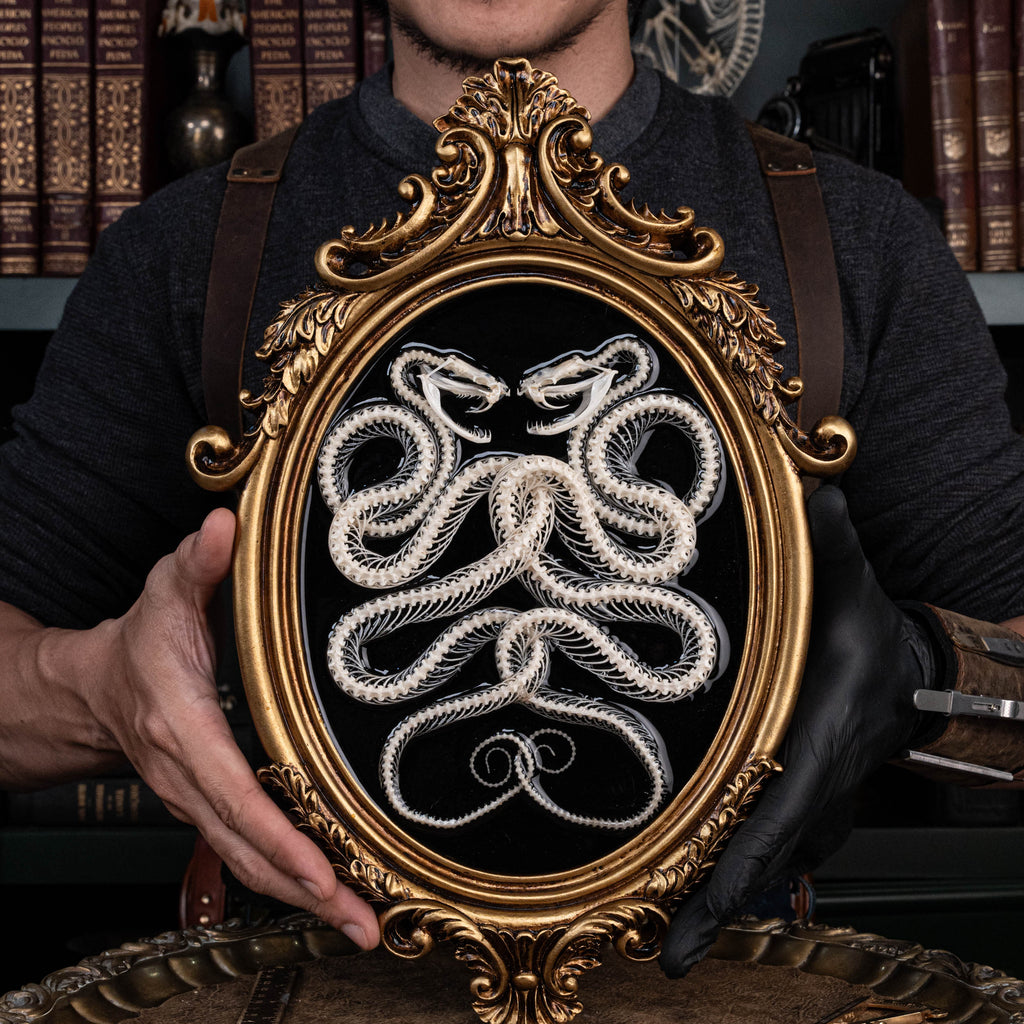 Real Snake Skeleton,
Snake taxidermy,
Snake skull,
Animal skeleton,
Animal Skull,
Animal Bones,
skeleton key,
Gothic wall art decoration,
Witchy wall decor,
Dark Art,
Museum Specimen,
Framed Snake Skeleton,
Oddities and Curiosities,
Anatomy art