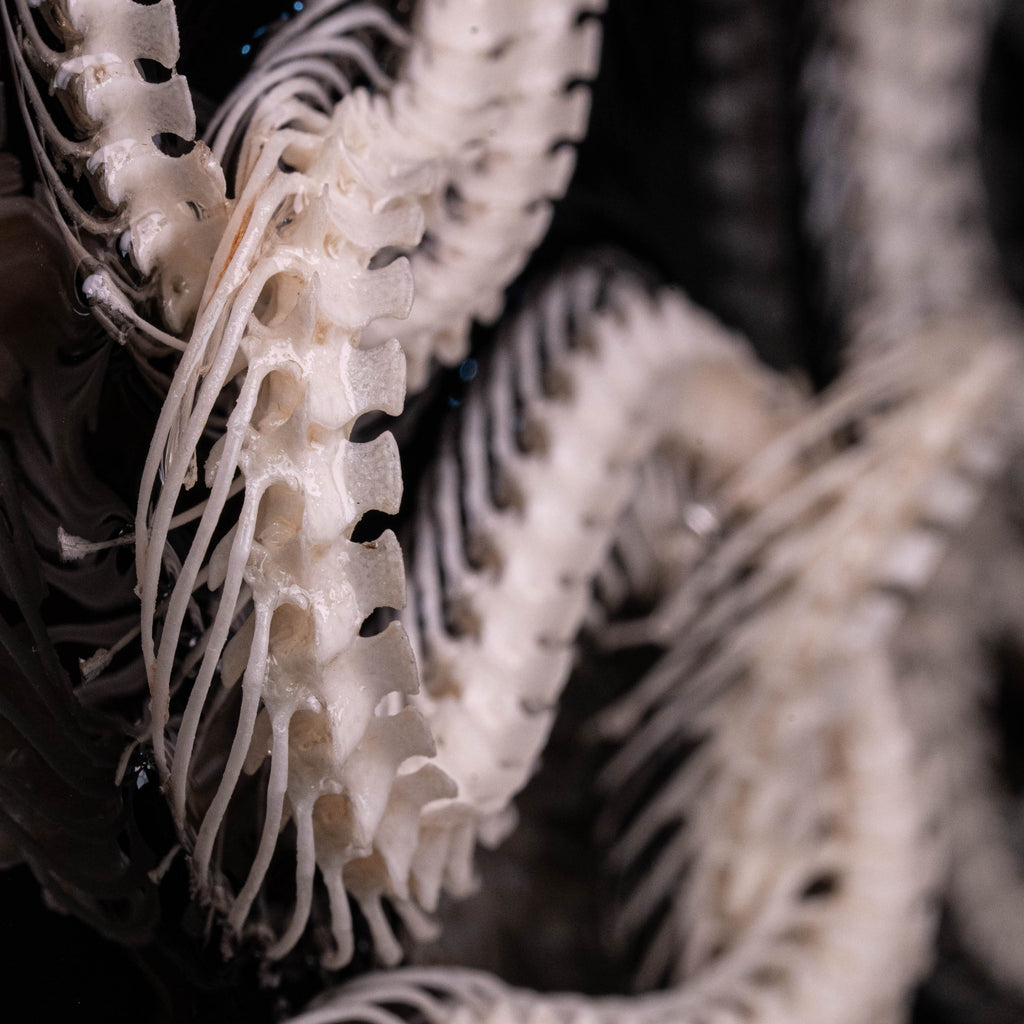 Real Snake Skeleton,
Snake taxidermy,
Snake skull,
Animal skeleton,
Animal Skull,
Animal Bones,
skeleton key,
Gothic wall art decoration,
Witchy wall decor,
Dark Art,
Museum Specimen,
Framed Snake Skeleton,
Oddities and Curiosities,
Anatomy art