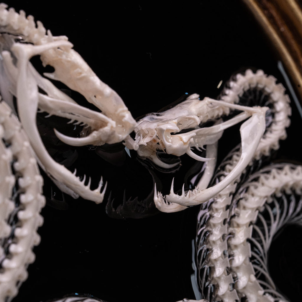 Real Snake Skeleton,
Snake taxidermy,
Snake skull,
Animal skeleton,
Animal Skull,
Animal Bones,
skeleton key,
Gothic wall art decoration,
Witchy wall decor,
Dark Art,
Museum Specimen,
Framed Snake Skeleton,
Oddities and Curiosities,
Anatomy art