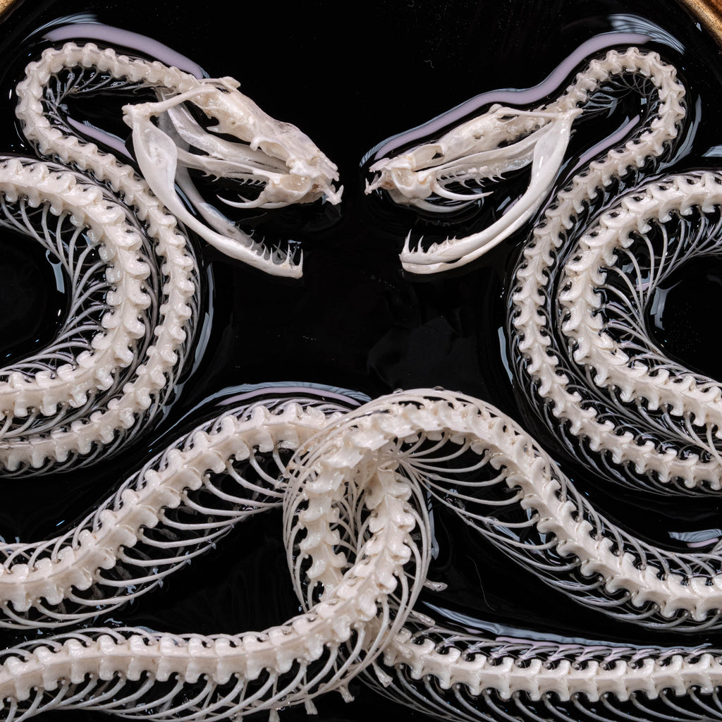 Real Snake Skeleton,
Snake taxidermy,
Snake skull,
Animal skeleton,
Animal Skull,
Animal Bones,
skeleton key,
Gothic wall art decoration,
Witchy wall decor,
Dark Art,
Museum Specimen,
Framed Snake Skeleton,
Oddities and Curiosities,
Anatomy art