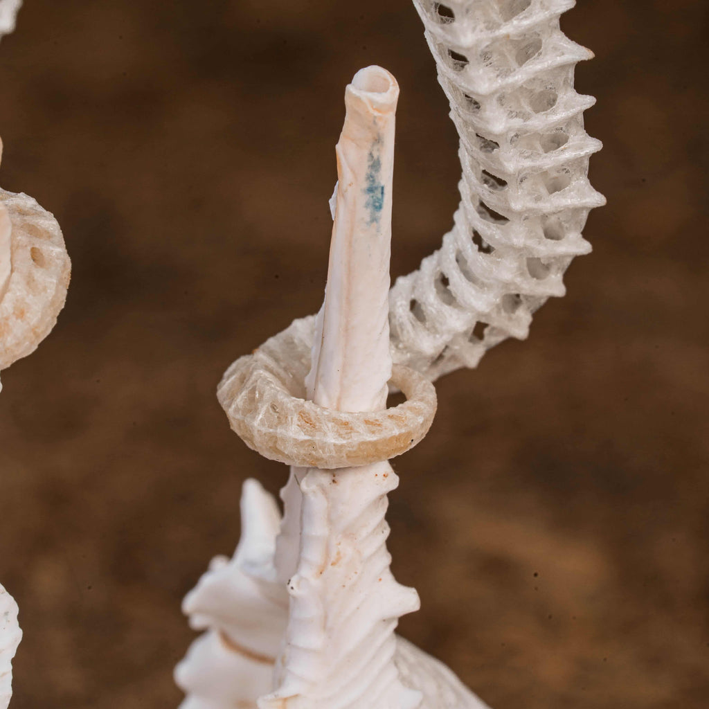 real seahorse skeleton, fish taxidermy, fish anatomy, wedding gift, couple gift, seahorse with tail curls around seashell