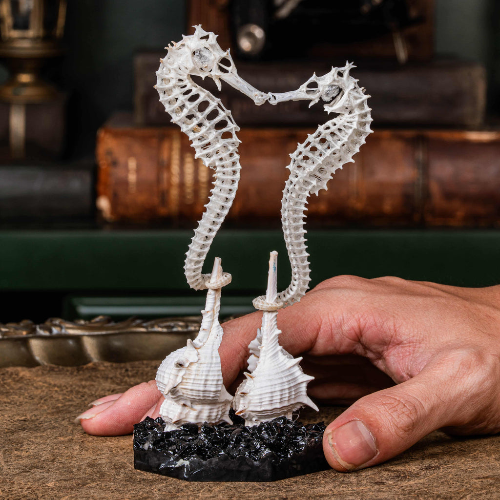 real seahorse skeleton, fish taxidermy, fish anatomy, wedding gift, couple gift, seahorse with tail curls around seashell