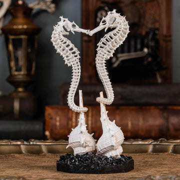 real seahorse skeleton, fish taxidermy, fish anatomy, wedding gift, couple gift, seahorse with tail curls around seashell