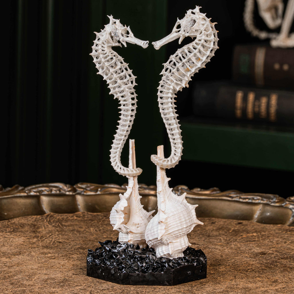 real seahorse skeleton, fish taxidermy, fish anatomy, wedding gift, couple gift, seahorse with tail curls around seashell