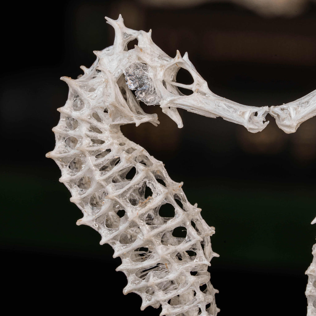 real seahorse skeleton, fish taxidermy, fish anatomy, wedding gift, couple gift, seahorse with tail curls around seashell