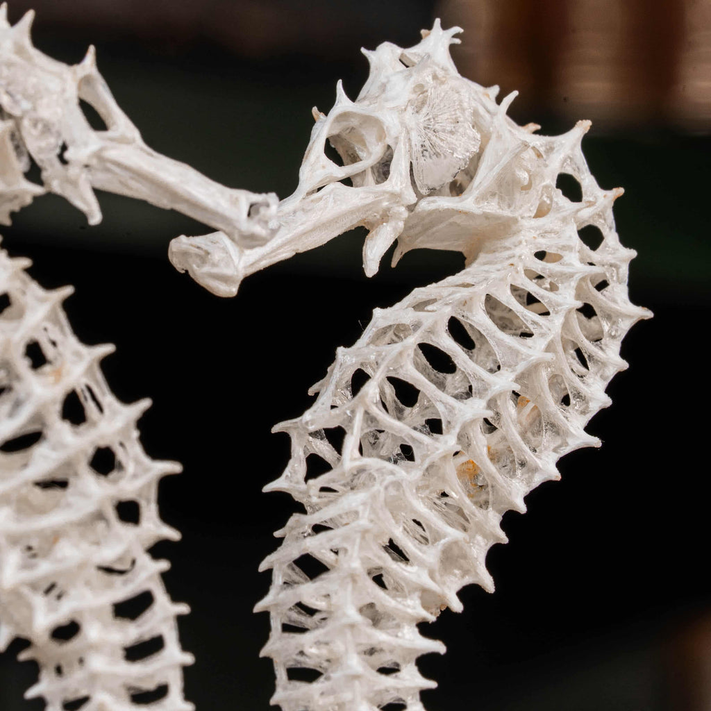 real seahorse skeleton, fish taxidermy, fish anatomy, wedding gift, couple gift, seahorse with tail curls around seashell