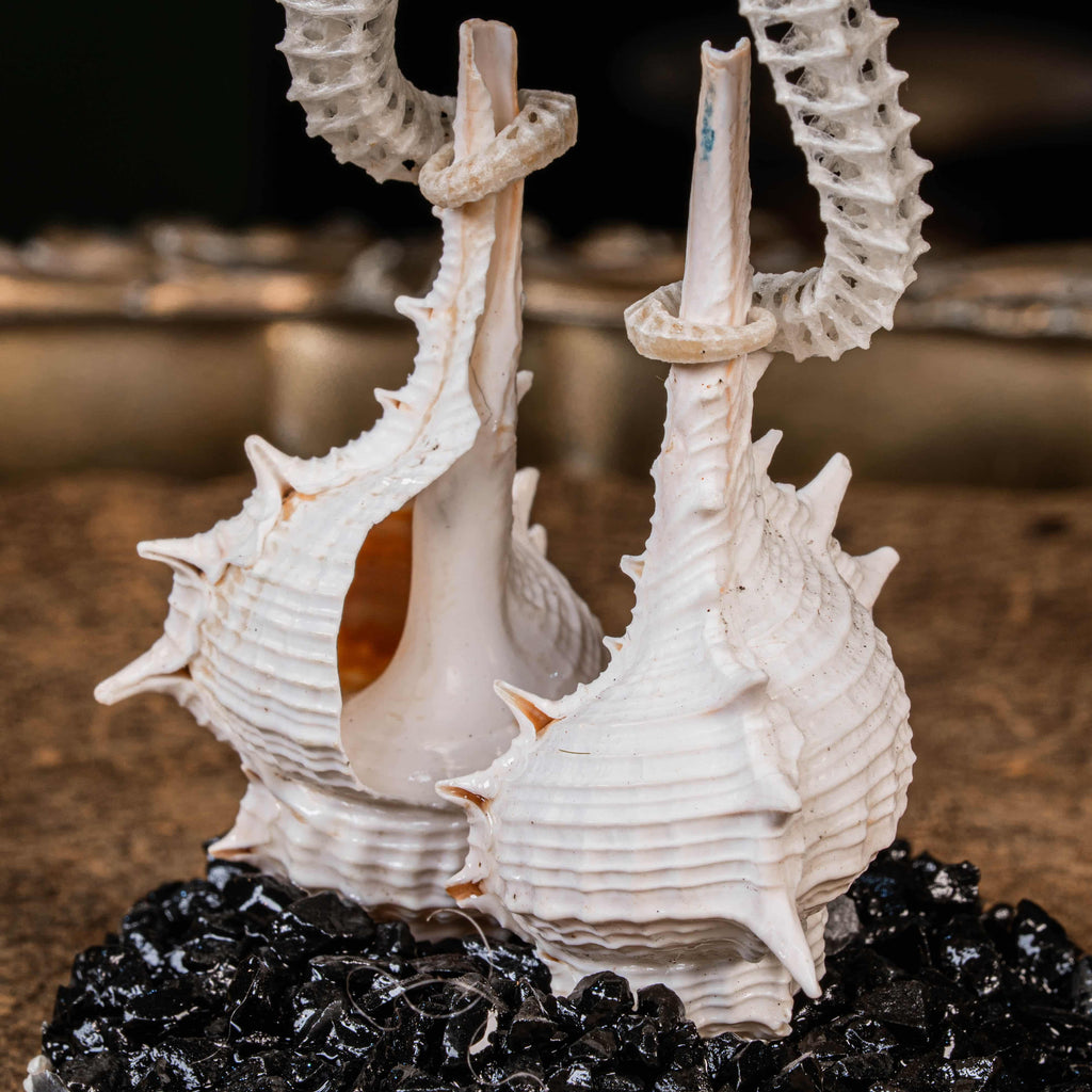 real seahorse skeleton, fish taxidermy, fish anatomy, wedding gift, couple gift, seahorse with tail curls around seashell