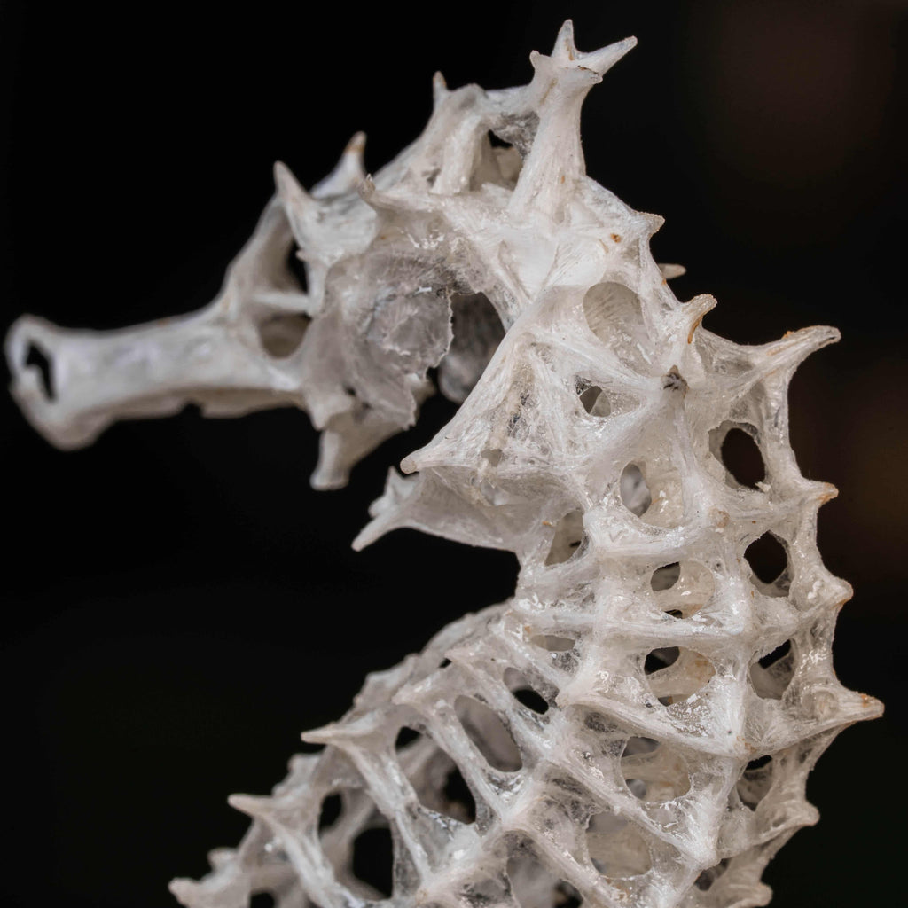 real seahorse skeleton, fish taxidermy, fish anatomy, wedding gift, couple gift, seahorse with tail curls around seashell