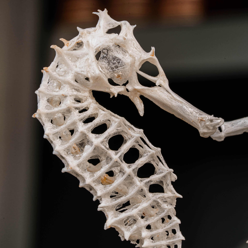 real seahorse skeleton, fish taxidermy, fish anatomy, wedding gift, couple gift, seahorse with tail curls around seashell