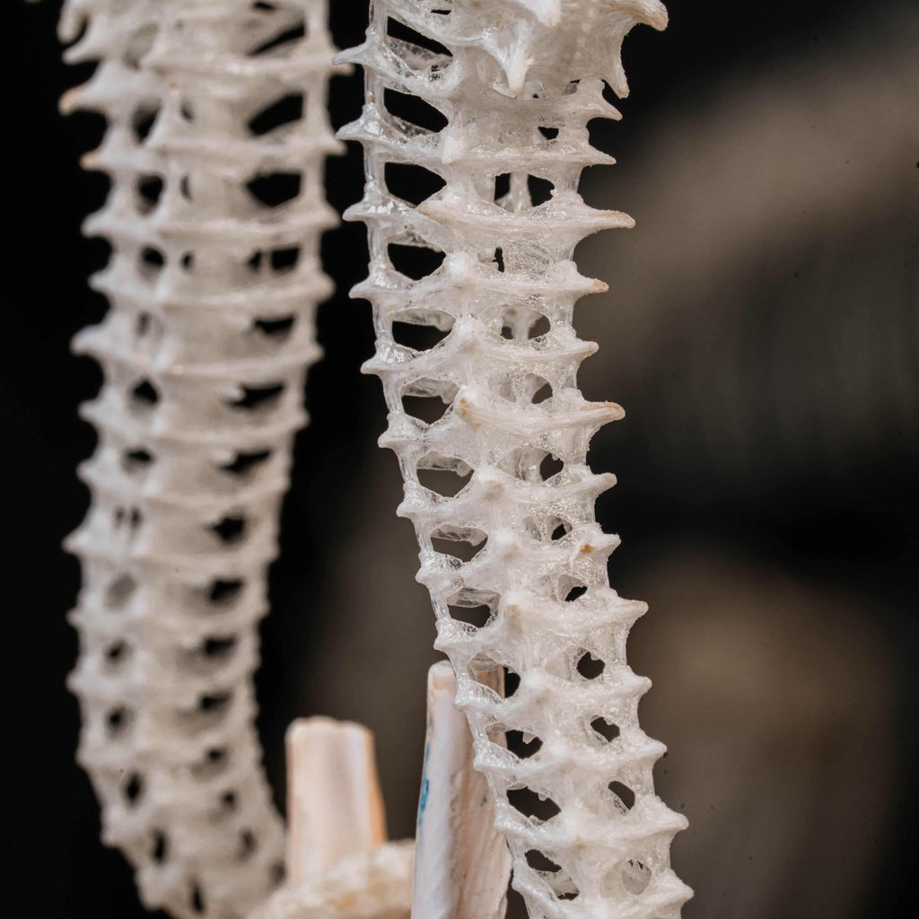 real seahorse skeleton, fish taxidermy, fish anatomy, wedding gift, couple gift, seahorse with tail curls around seashell