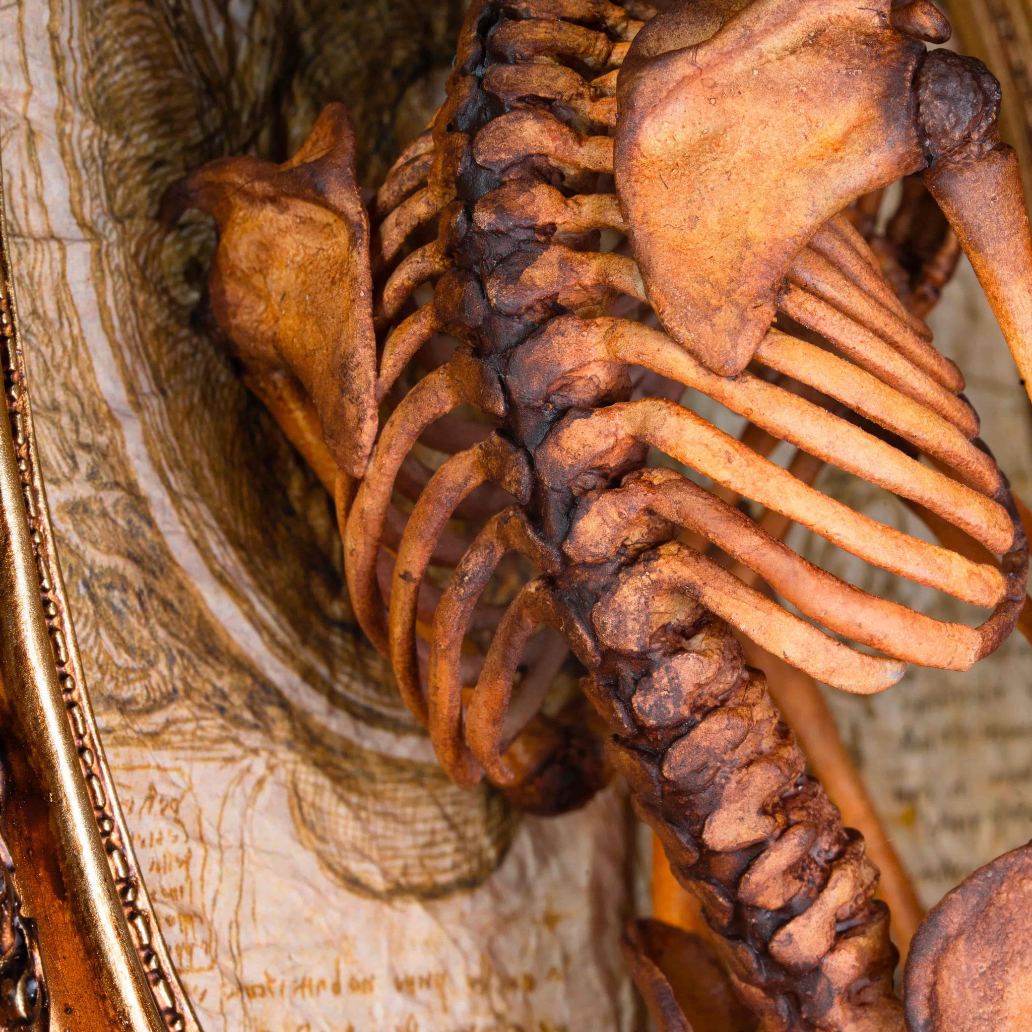 3D Printed Human Fetus Infant skeleton on Vintage frame, hand