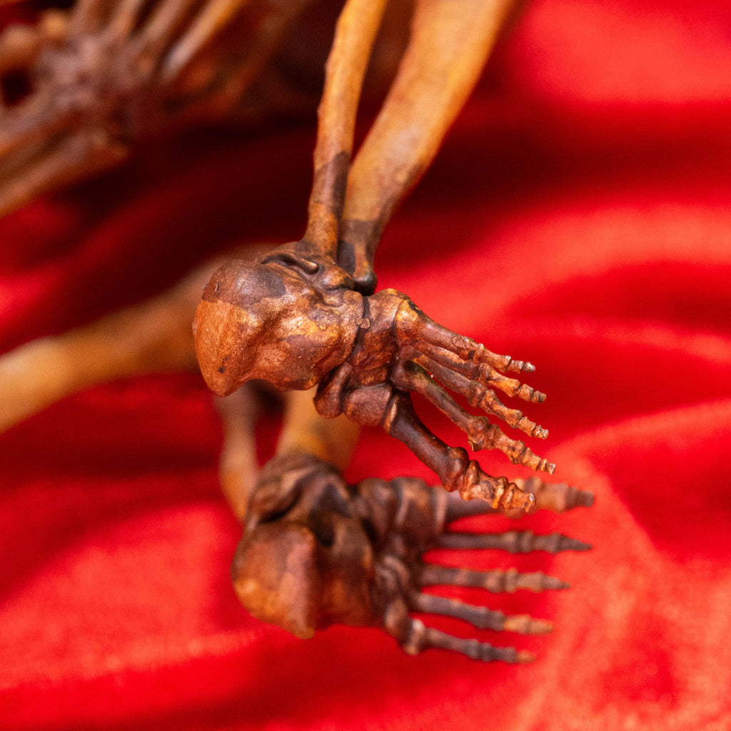 Anatomically accurate baby human fetus skeleton displayed in a handwoven wicker cradle.
Human skull. Human skeleton. Oddities and curiosities. Gothic home decor. Dark academia. Witchcraft collectibles. Horror nursery display. Afterlife symbolism. Creepy cradle art piece.