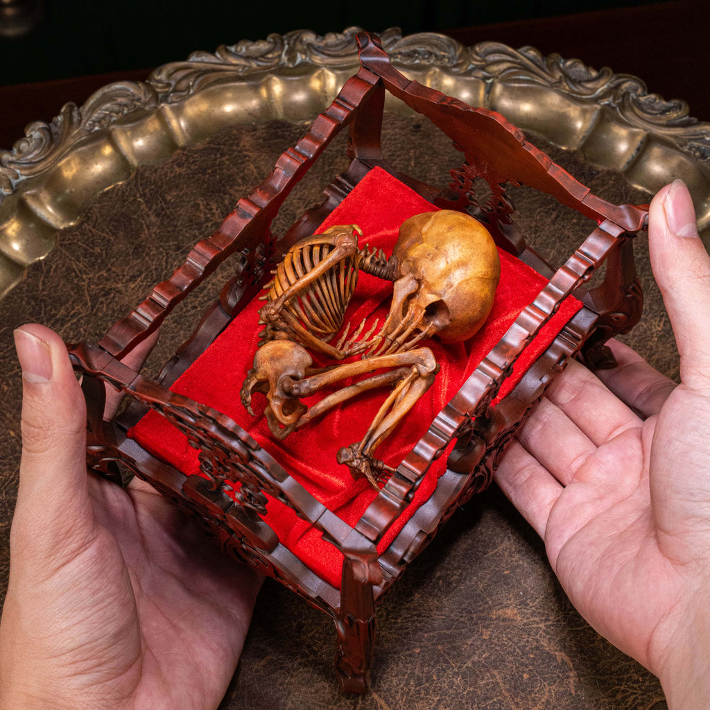 Anatomically accurate baby human fetus skeleton displayed in a handwoven wicker cradle.
Human skull. Human skeleton. Oddities and curiosities. Gothic home decor. Dark academia. Witchcraft collectibles. Horror nursery display. Afterlife symbolism. Creepy cradle art piece.