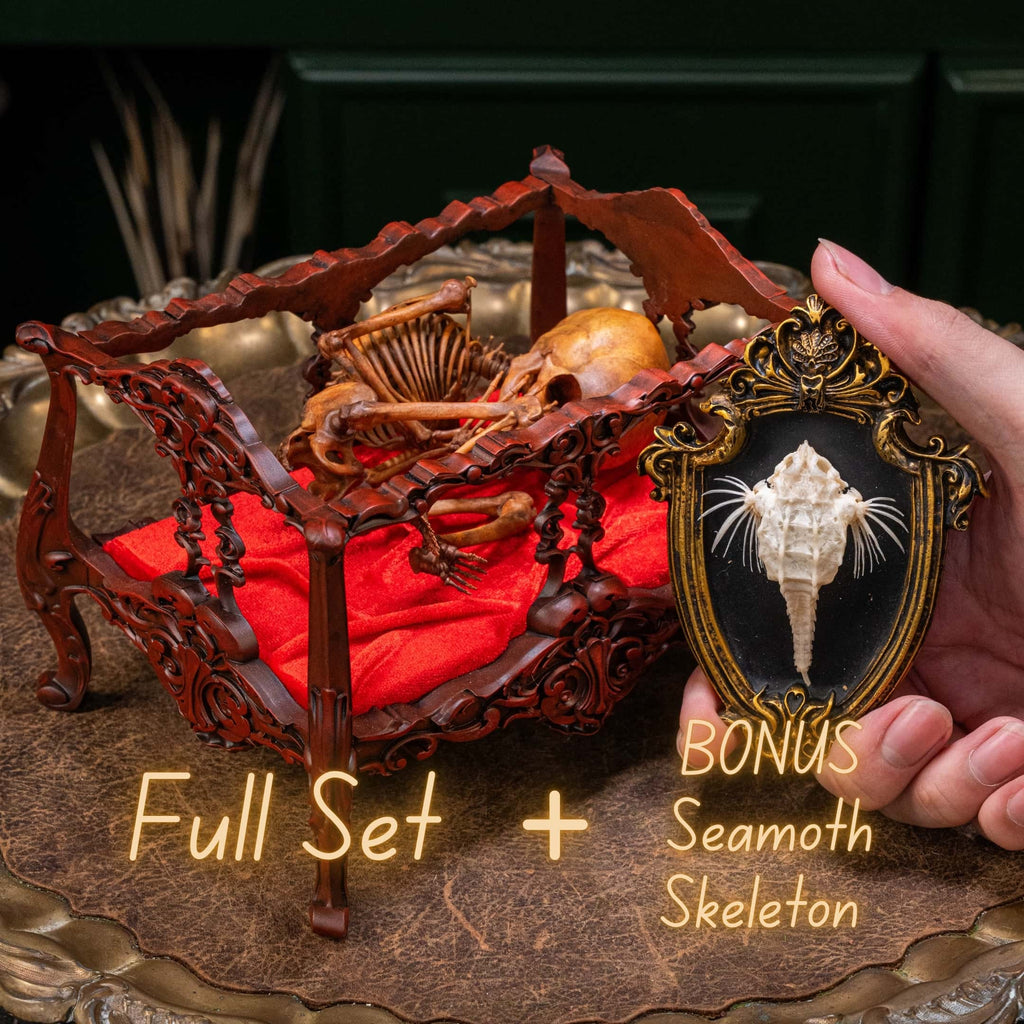 Anatomically accurate baby human fetus skeleton displayed in a handwoven wicker cradle.
Human skull. Human skeleton. Oddities and curiosities. Gothic home decor. Dark academia. Witchcraft collectibles. Horror nursery display. Afterlife symbolism. Creepy cradle art piece.