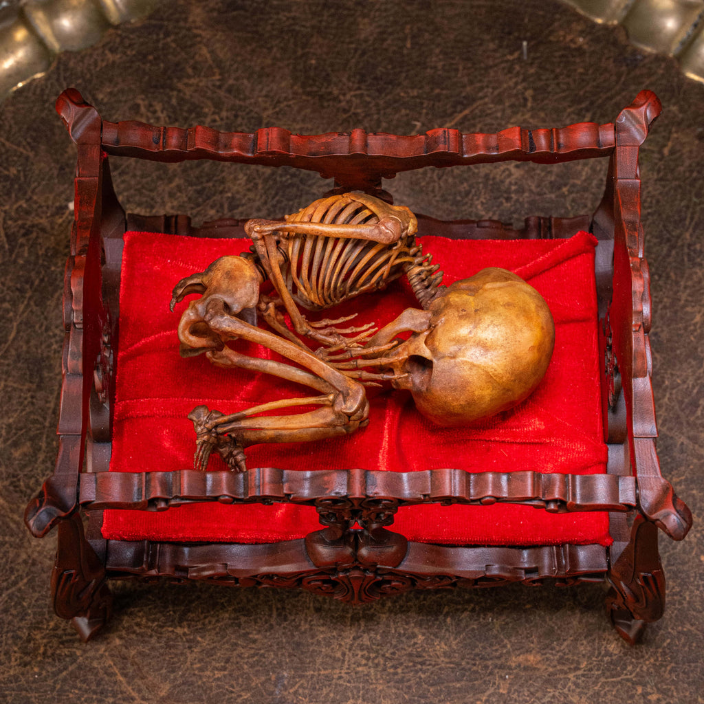 Anatomically accurate baby human fetus skeleton displayed in a handwoven wicker cradle.
Human skull. Human skeleton. Oddities and curiosities. Gothic home decor. Dark academia. Witchcraft collectibles. Horror nursery display. Afterlife symbolism. Creepy cradle art piece.