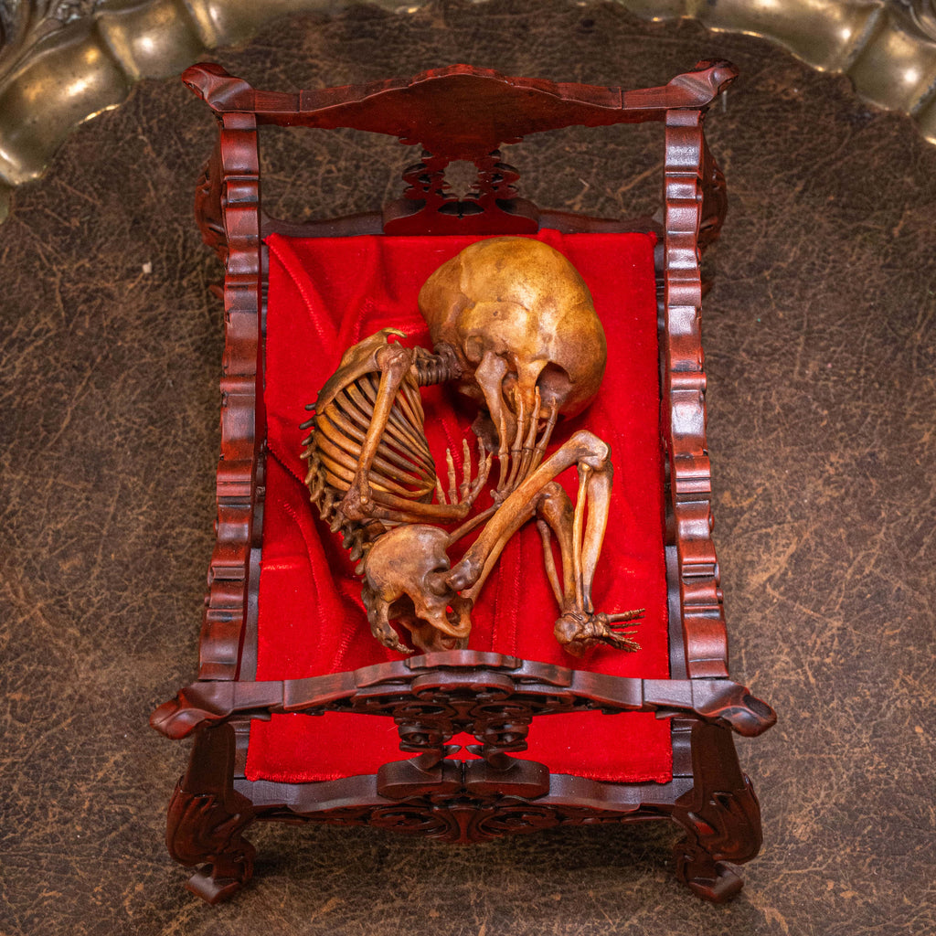 Anatomically accurate baby human fetus skeleton displayed in a handwoven wicker cradle.
Human skull. Human skeleton. Oddities and curiosities. Gothic home decor. Dark academia. Witchcraft collectibles. Horror nursery display. Afterlife symbolism. Creepy cradle art piece.