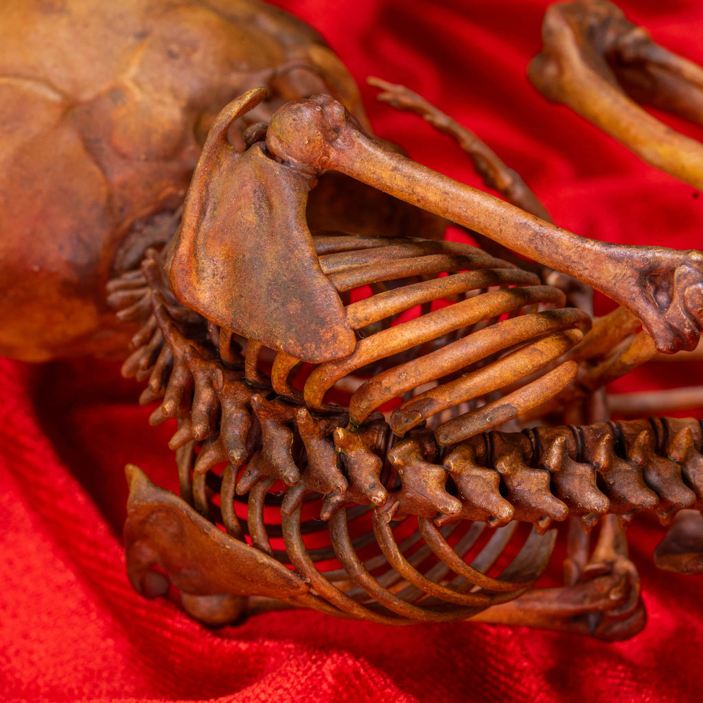 Anatomically accurate baby human fetus skeleton displayed in a handwoven wicker cradle.
Human skull. Human skeleton. Oddities and curiosities. Gothic home decor. Dark academia. Witchcraft collectibles. Horror nursery display. Afterlife symbolism. Creepy cradle art piece.