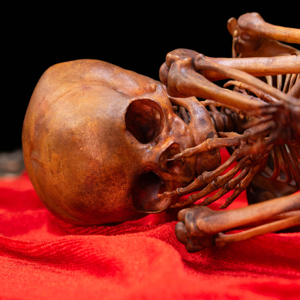 3D printed human fetus skeleton displayed in a vintage-inspired cradle, hand-painted with realistic detail for educational and gothic decor use. This anatomical skeleton model highlights the fragile structure of early human life, making it perfect for curiosity cabinet displays, dark academia interiors, medical students, and collectors of oddities. A unique gothic oddities gift that blends anatomy art with symbolic storytelling.