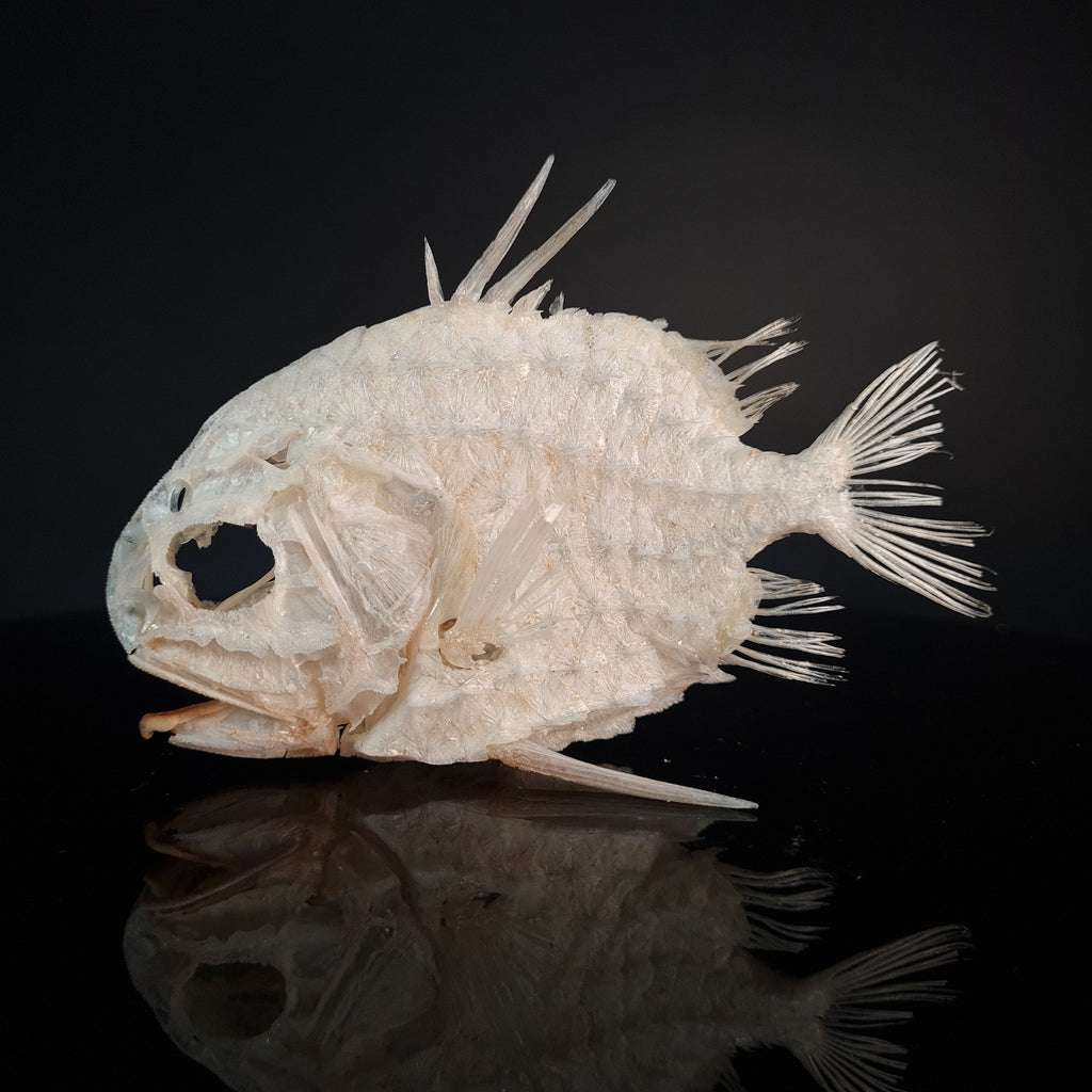 Monocentridae, fish that glows in the dark, exoskeleton, tough scales fish that looks like a pineapple full fish skeleton museum specimen collection bone collection, skeleton collection oddities and curiosities tripod fish