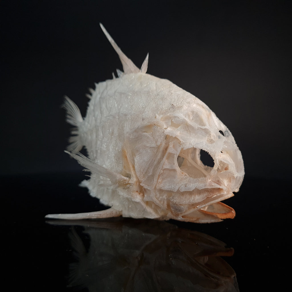 Monocentridae, fish that glows in the dark, exoskeleton, tough scales fish that looks like a pineapple full fish skeleton museum specimen collection bone collection, skeleton collection oddities and curiosities tripod fish