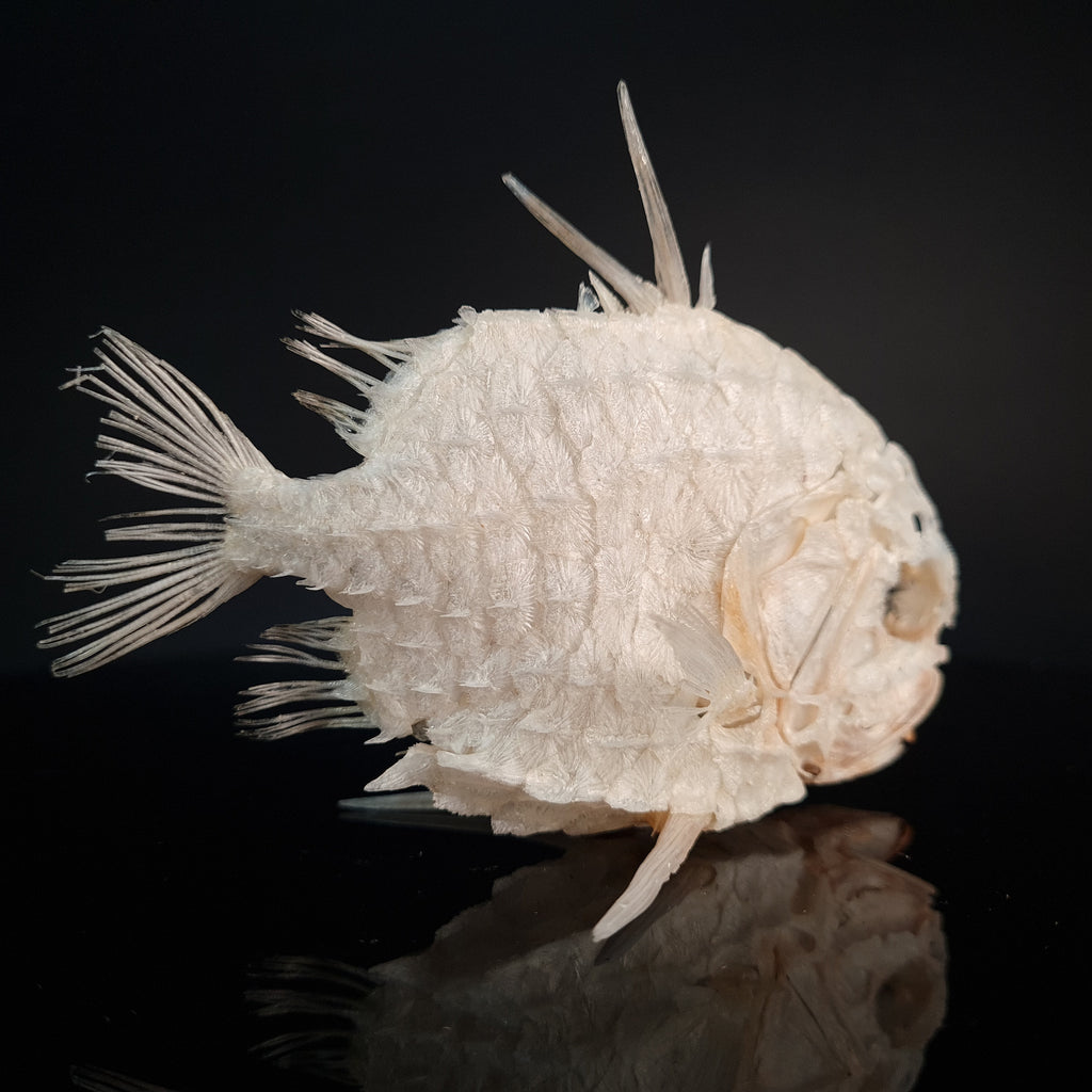 Monocentridae, fish that glows in the dark, exoskeleton, tough scales fish that looks like a pineapple full fish skeleton museum specimen collection bone collection, skeleton collection oddities and curiosities tripod fish
