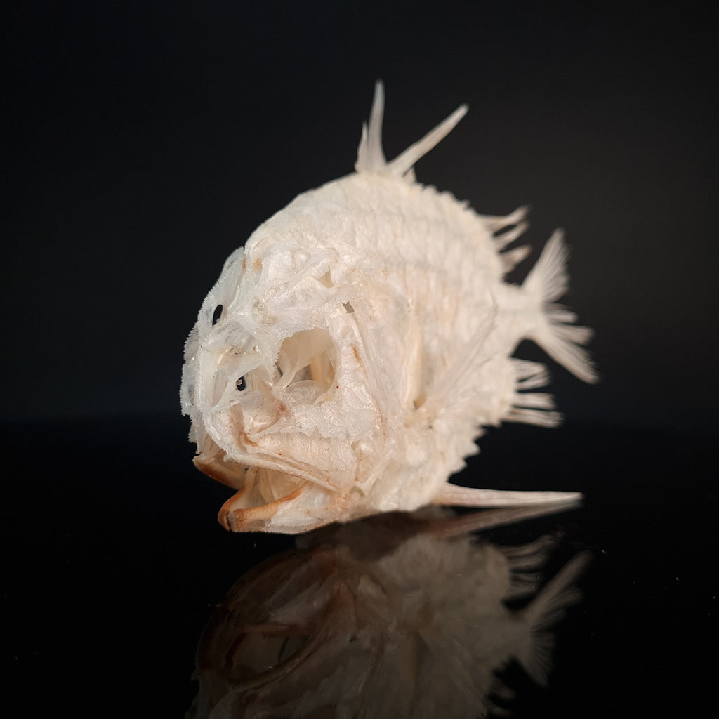 Monocentridae, fish that glows in the dark, exoskeleton, tough scales fish that looks like a pineapple full fish skeleton museum specimen collection bone collection, skeleton collection oddities and curiosities tripod fish