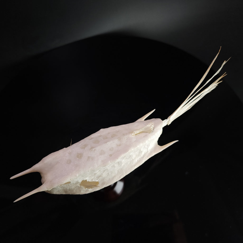 museum specimen collection bone collection, skeleton collection oddities and curiosities Real fish skeleton taxidermy real fish skull full fish skeleton fish anatomy Boxfish skeleton taxidermy Longhorn Cowfish skeleton