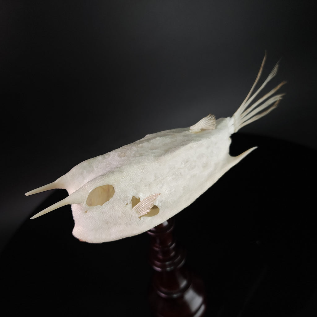 museum specimen collection bone collection, skeleton collection oddities and curiosities Real fish skeleton taxidermy real fish skull full fish skeleton fish anatomy Boxfish skeleton taxidermy Longhorn Cowfish skeleton
