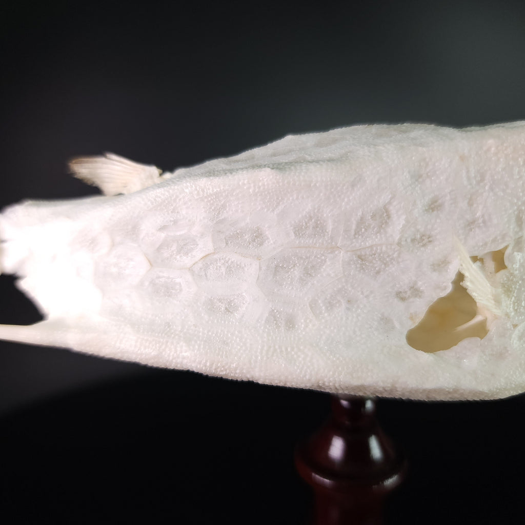 museum specimen collection bone collection, skeleton collection oddities and curiosities Real fish skeleton taxidermy real fish skull full fish skeleton fish anatomy Boxfish skeleton taxidermy Longhorn Cowfish skeleton