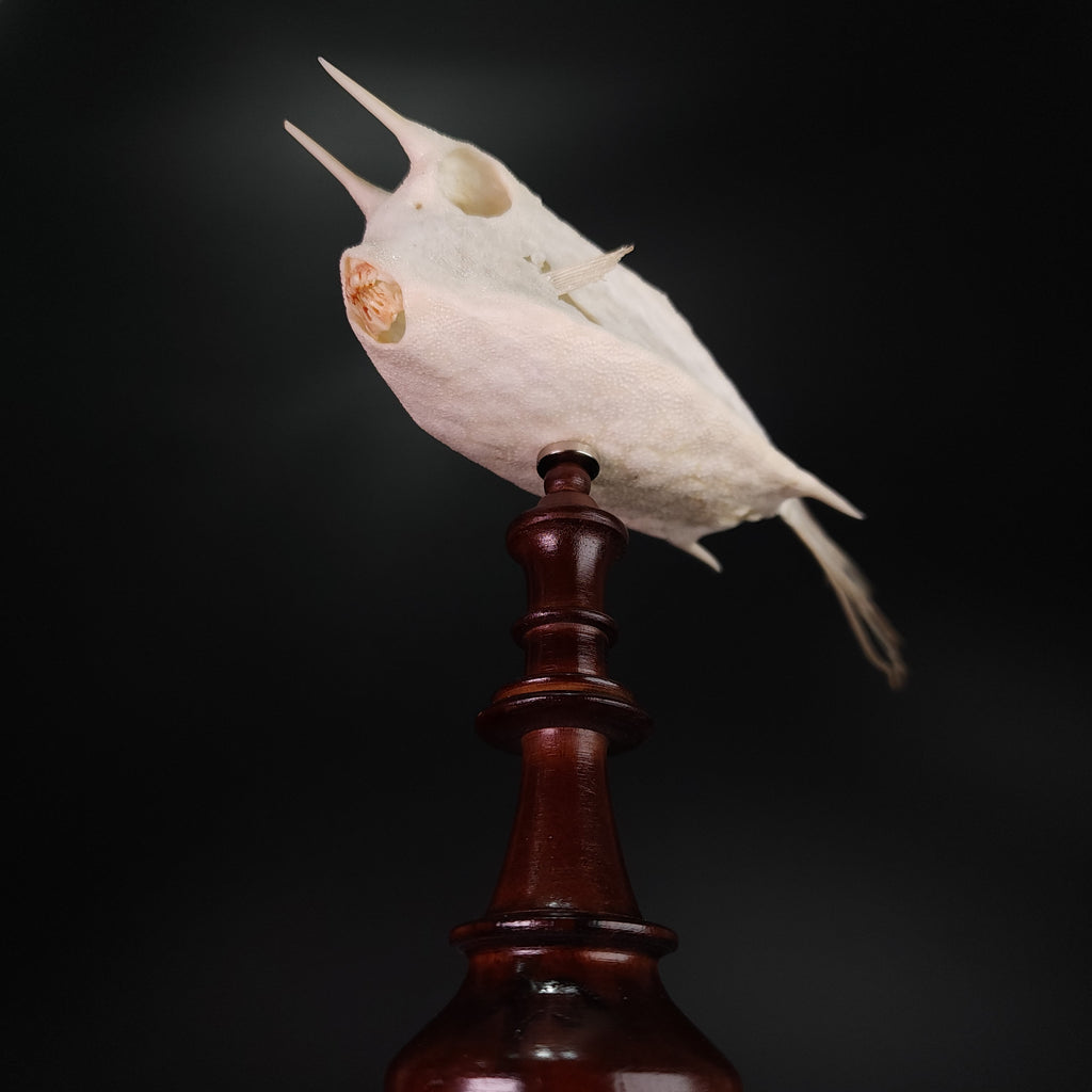 museum specimen collection bone collection, skeleton collection oddities and curiosities Real fish skeleton taxidermy real fish skull full fish skeleton fish anatomy Boxfish skeleton taxidermy Longhorn Cowfish skeleton