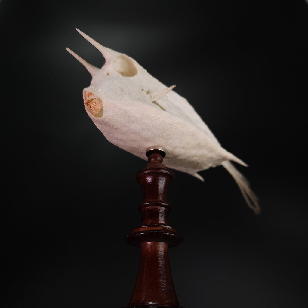 museum specimen collection bone collection, skeleton collection oddities and curiosities Real fish skeleton taxidermy real fish skull full fish skeleton fish anatomy Boxfish skeleton taxidermy Longhorn Cowfish skeleton