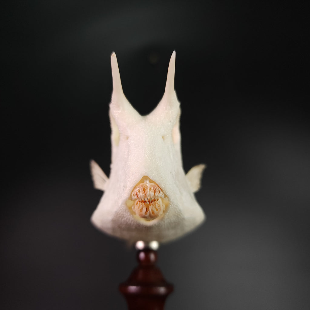 museum specimen collection bone collection, skeleton collection oddities and curiosities Real fish skeleton taxidermy real fish skull full fish skeleton fish anatomy Boxfish skeleton taxidermy Longhorn Cowfish skeleton