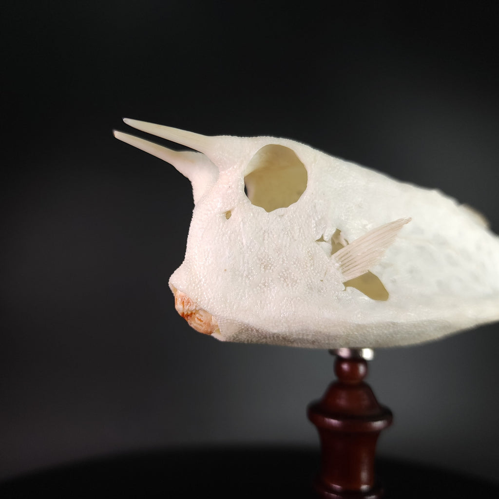 museum specimen collection bone collection, skeleton collection oddities and curiosities Real fish skeleton taxidermy real fish skull full fish skeleton fish anatomy Boxfish skeleton taxidermy Longhorn Cowfish skeleton