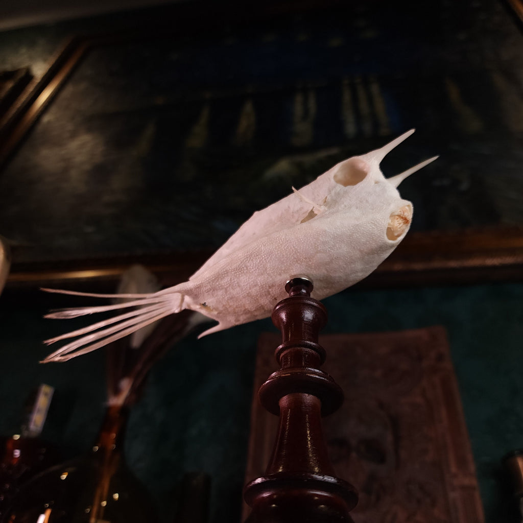 museum specimen collection bone collection, skeleton collection oddities and curiosities Real fish skeleton taxidermy real fish skull full fish skeleton fish anatomy Boxfish skeleton taxidermy Longhorn Cowfish skeleton