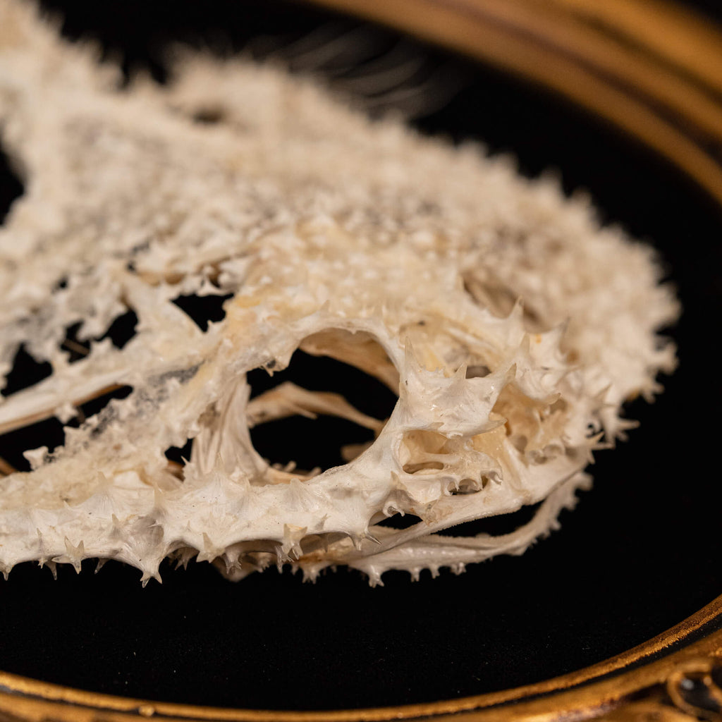 museum specimen collection bone collection, skeleton collection oddities and curiosities real starry batfish real starry seabat real fish skeleton real fish taxidermy starry handfish Ogcocephalidae Halieutaea