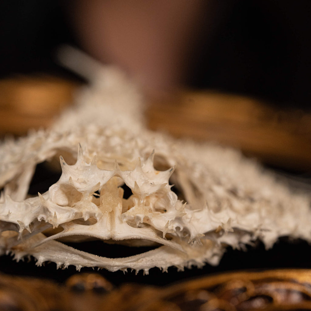 museum specimen collection bone collection, skeleton collection oddities and curiosities real starry batfish real starry seabat real fish skeleton real fish taxidermy starry handfish Ogcocephalidae Halieutaea