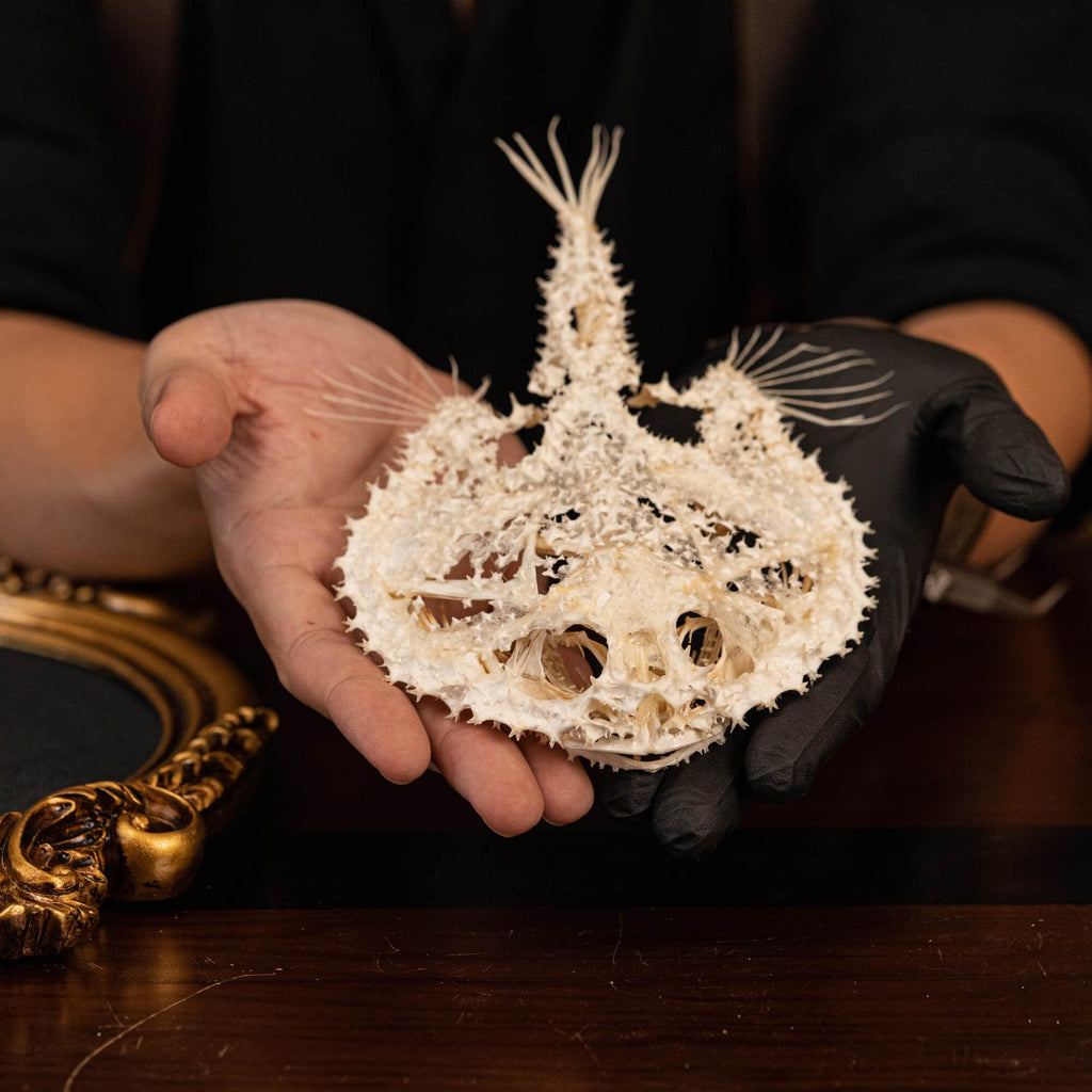 museum specimen collection bone collection, skeleton collection oddities and curiosities real starry batfish real starry seabat real fish skeleton real fish taxidermy starry handfish Ogcocephalidae Halieutaea