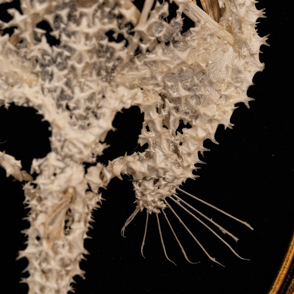 museum specimen collection bone collection, skeleton collection oddities and curiosities real starry batfish real starry seabat real fish skeleton real fish taxidermy starry handfish Ogcocephalidae Halieutaea