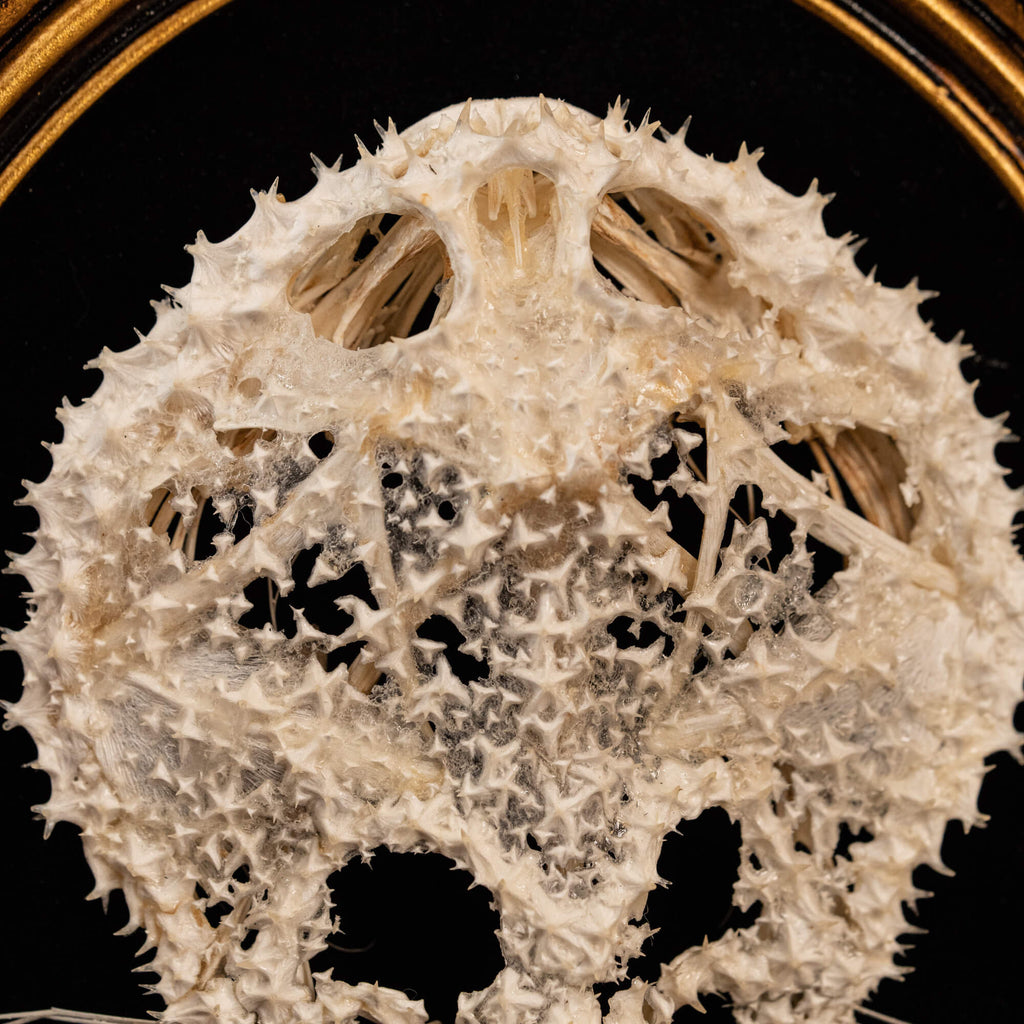 museum specimen collection bone collection, skeleton collection oddities and curiosities real starry batfish real starry seabat real fish skeleton real fish taxidermy starry handfish Ogcocephalidae Halieutaea