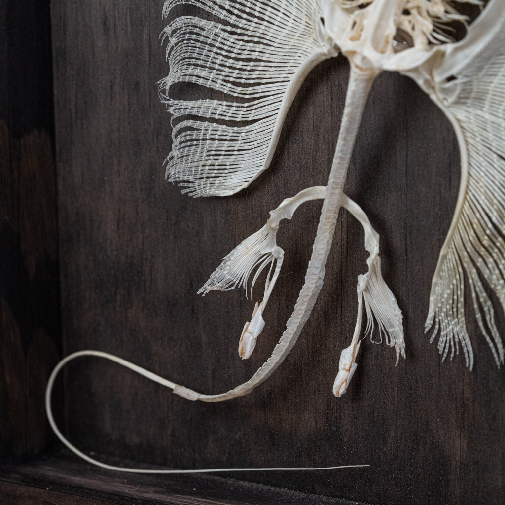 museum specimen collection bone collection, skeleton collection oddities and curiosities real stingray skeleton, cartilage fish skeleton like ray and sharks Stingray barb real fish skeleton real fish bone gothic wall decoration
