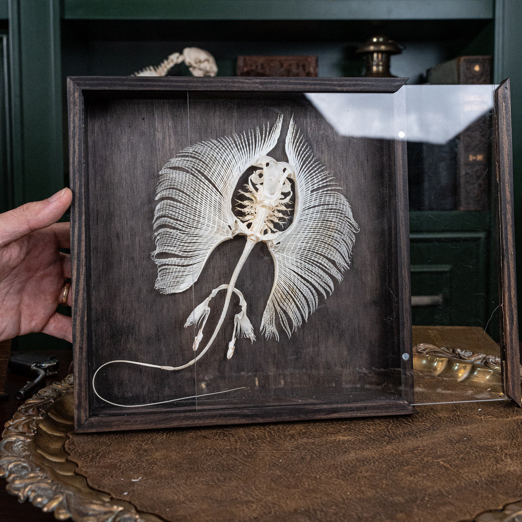 museum specimen collection, bone collection, skeleton collection, oddities and curiosities, real stingray skeleton, cartilage fish, skeleton like ray and sharks, Stingray barb, real fish skeleton, real fish bone, gothic wall decoration,