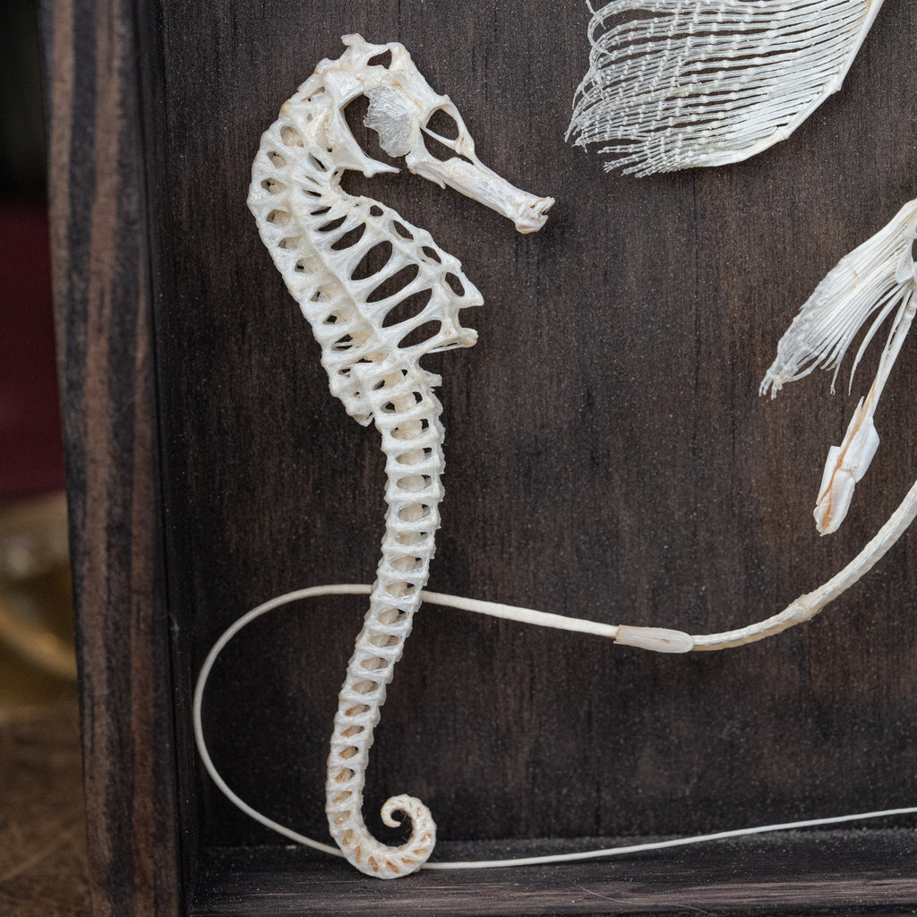 museum specimen collection bone collection, skeleton collection oddities and curiosities real stingray skeleton, cartilage fish skeleton like ray and sharks Stingray barb real fish skeleton real fish bone Real seahorse skeleton