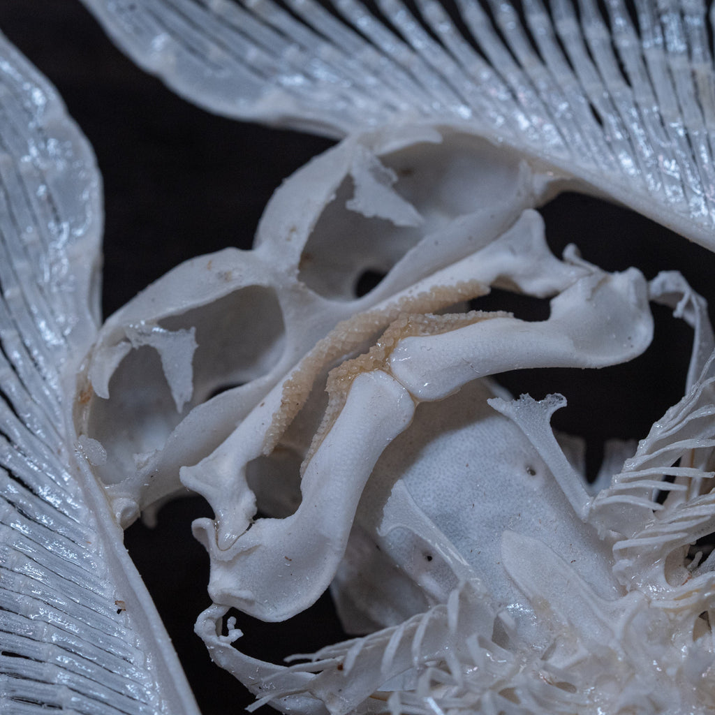 museum specimen collection bone collection, skeleton collection oddities and curiosities real stingray skeleton, cartilage fish skeleton like ray and sharks Stingray barb real fish skeleton real fish bone gothic wall decoration