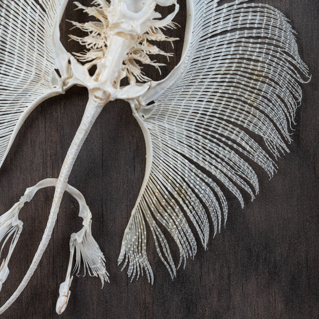 museum specimen collection bone collection, skeleton collection oddities and curiosities real stingray skeleton, cartilage fish skeleton like ray and sharks Stingray barb real fish skeleton real fish bone gothic wall decoration