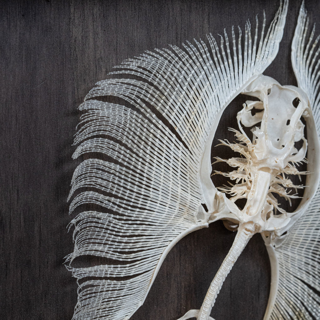 museum specimen collection bone collection, skeleton collection oddities and curiosities real stingray skeleton, cartilage fish skeleton like ray and sharks Stingray barb real fish skeleton real fish bone gothic wall decoration